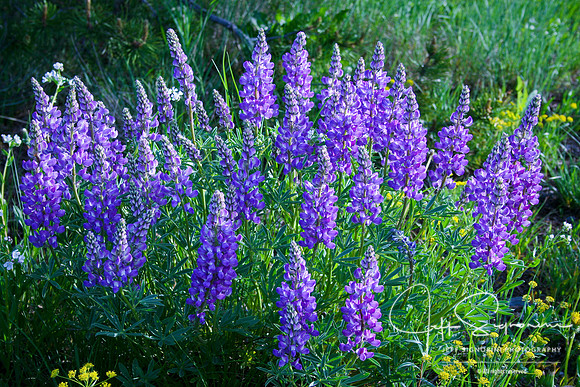 Lupines