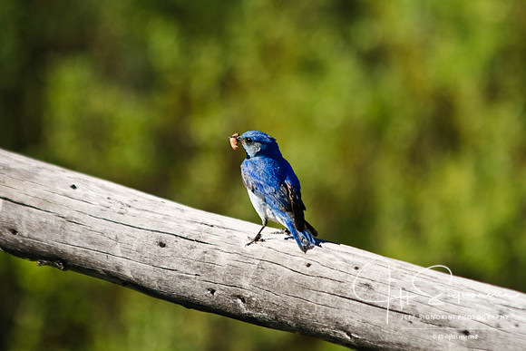 Rocky Mountain bluebird