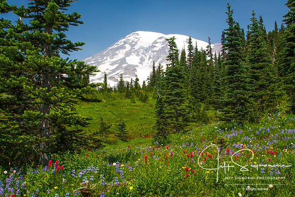Mount Rainier Wildflowers. Washington