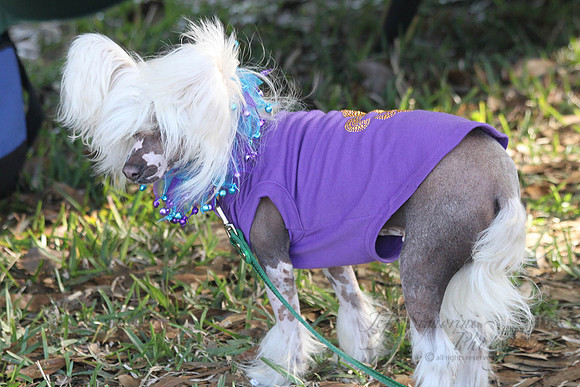Mutt March 2011 586