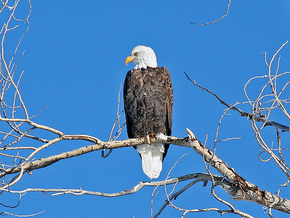 eagle along Gros Ventre Road