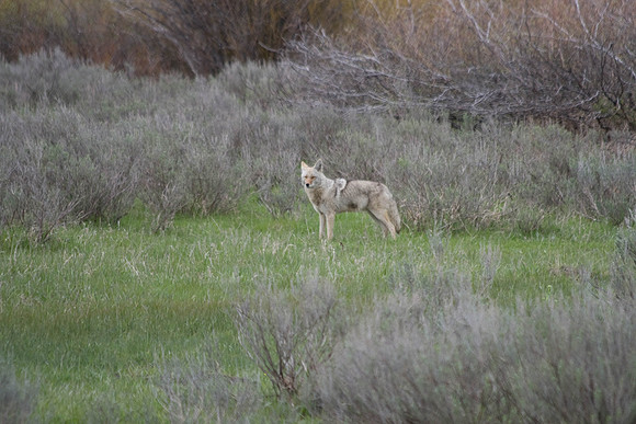 coyote along road