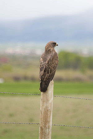 neighborhood hawk