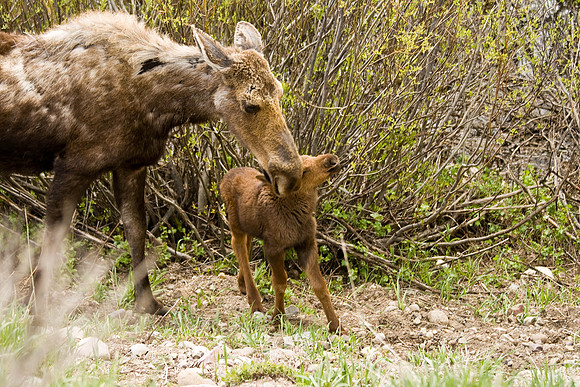 Grand Teton NP in spring