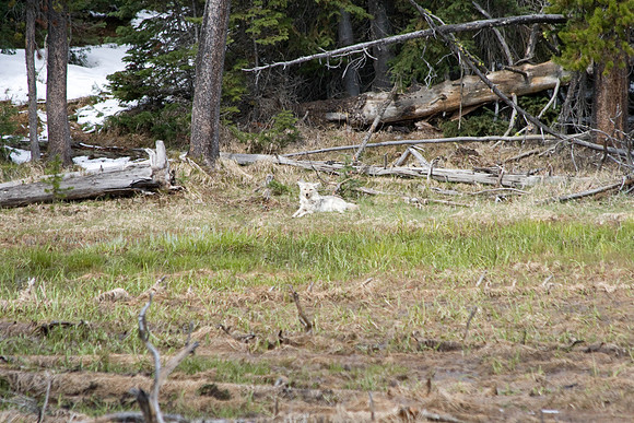 Yellowstone NP  coyote