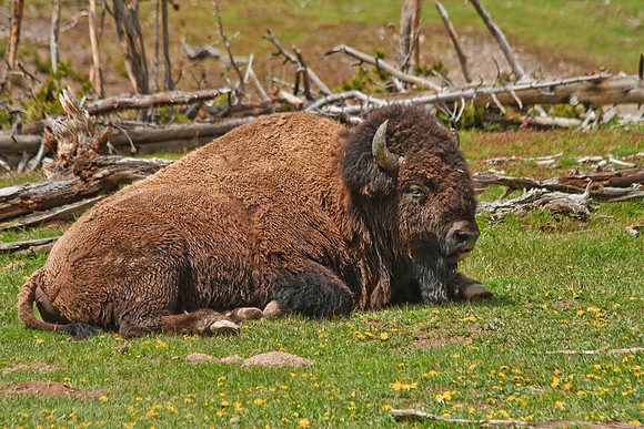 Yellowstone NP bison