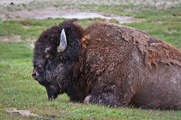 Yellowstone NP