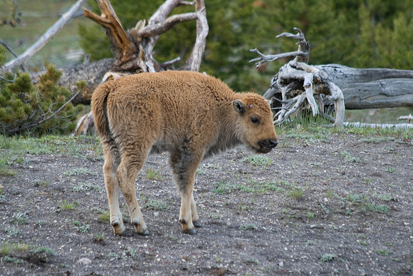 Yellowstone NP