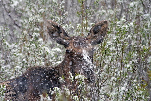 Grand Teton National Park