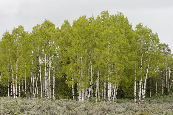 Grand Teton National Park