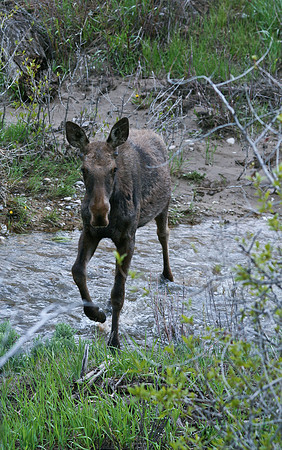 moose along Gros Ventre Road
