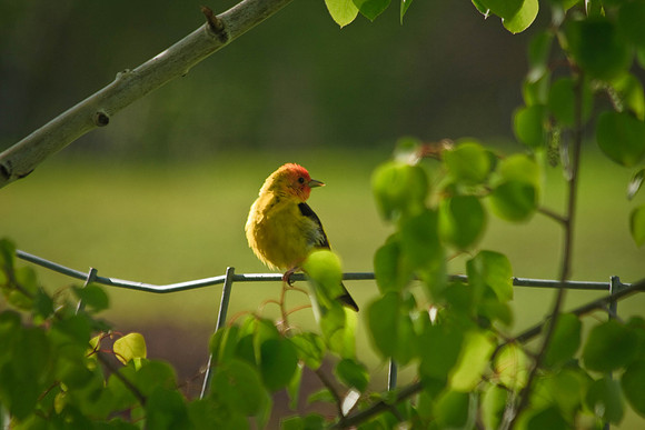 neighbor