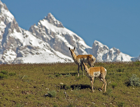 pronghorns and the Tetons along Gros Ventre Rd.