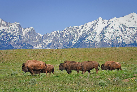 bison and the Tetons along Gros Ventre Rd.