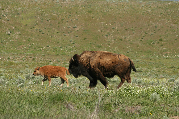 bison in spring along Gros Ventre Rd.
