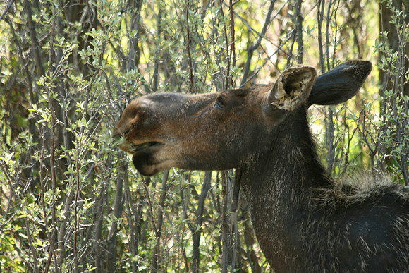 moose along Gros Ventre Road