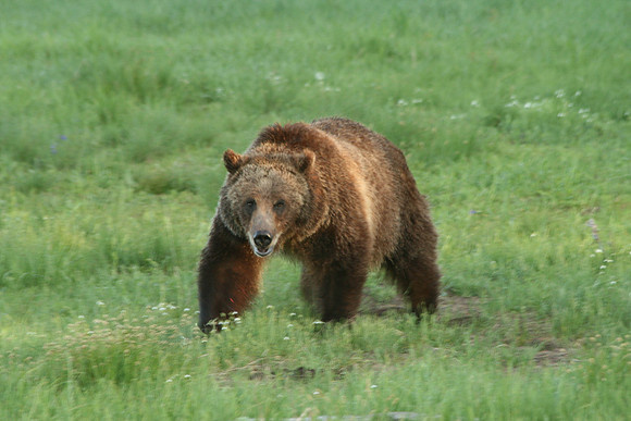 Early morning grizzly shot