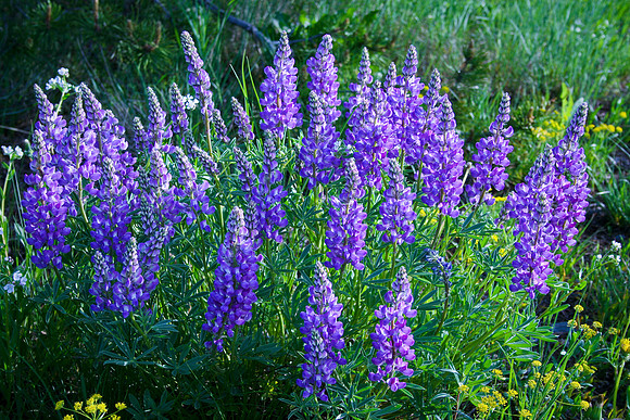 lupines