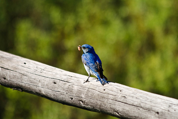 Rocky Mountain bluebird