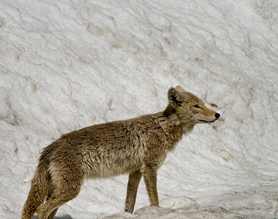 Yellowstone Coyote