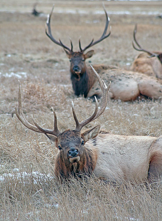 Elk Refuge in winter