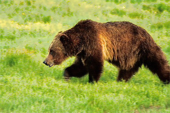 Early Morning Grizzly