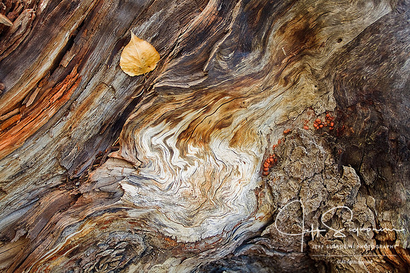 Nature's Art, Banff National Park - Alberta, Canada