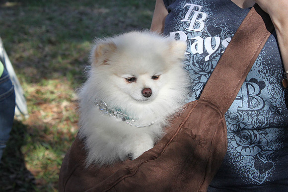 Mutt March 2011 523