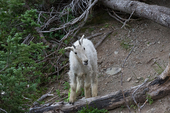 Mountain goat kids along Going to the Sun Road