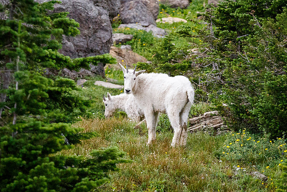Mountain goats along Going to the Sun Road