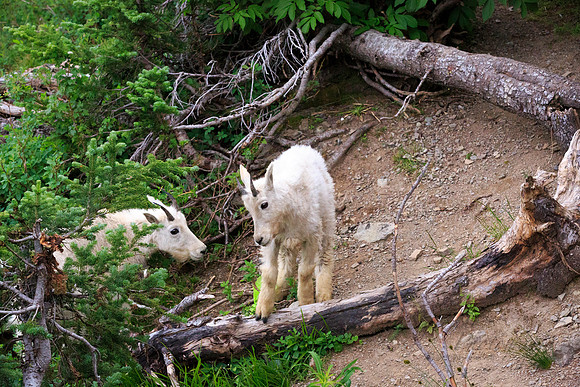 Mountain goat kids along Going to the Sun Road