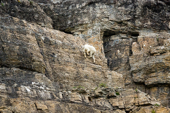 Mountain goats along Going to the Sun Road