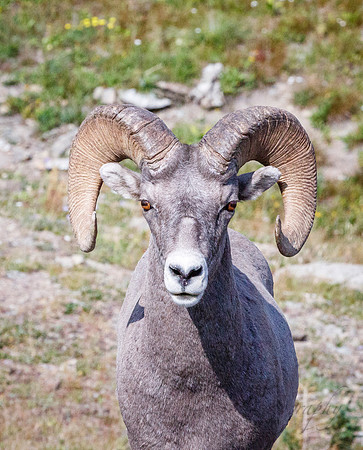 Bighorn sheep near Going to the Sun Road Visitor Center