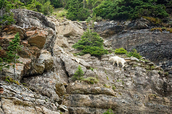 Mountain goats along Going to the Sun Road