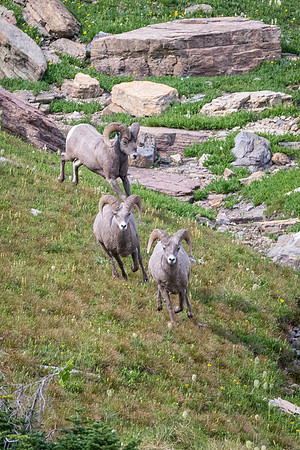 Bighorn sheep near Going to the Sun Road Visitor Center