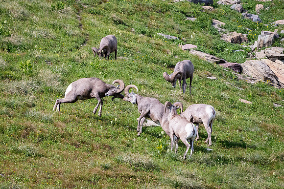 Bighorn sheep near Going to the Sun Road Visitor Center