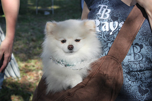 Mutt March 2011 524