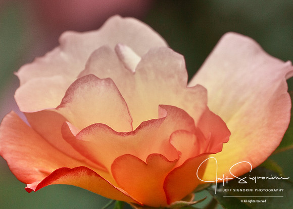 Early Rose