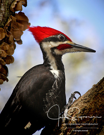Woodpecker