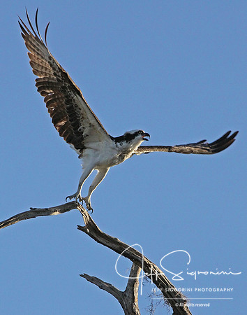 Osprey