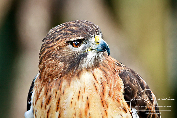 Hawk