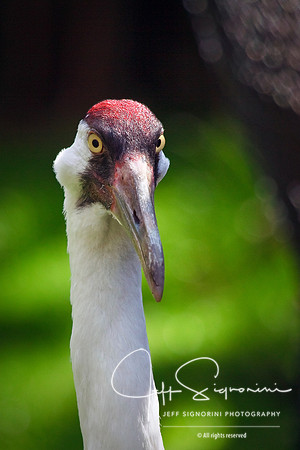 Crazy Crane