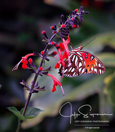 Two Colorful Beauties