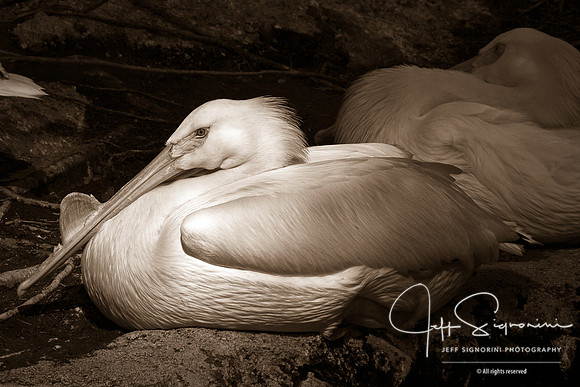 Pelicans II