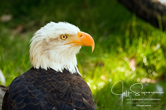Bald Eagle