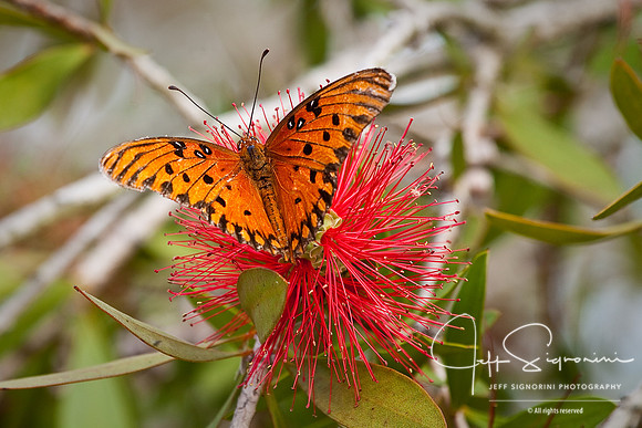 Monarch on Bottlebrush