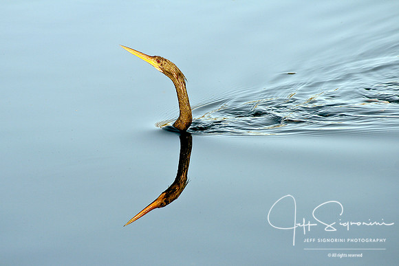 Anhinga