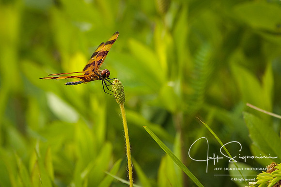Dragonfly Face