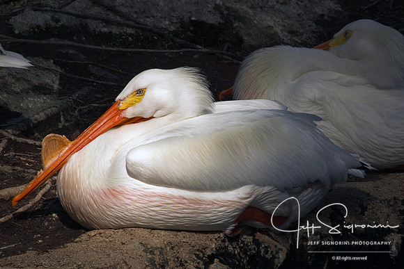 Pelicans