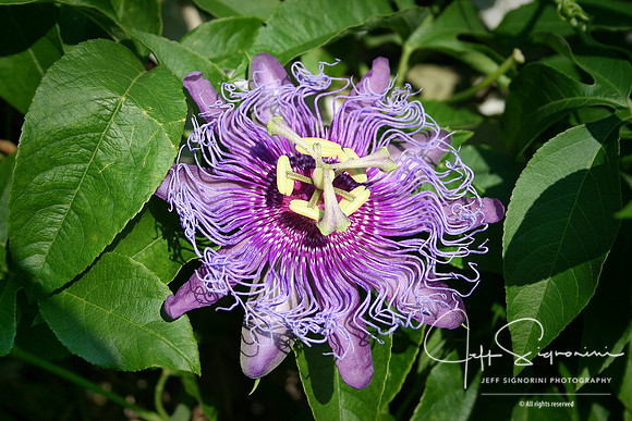 Pretty in Purple